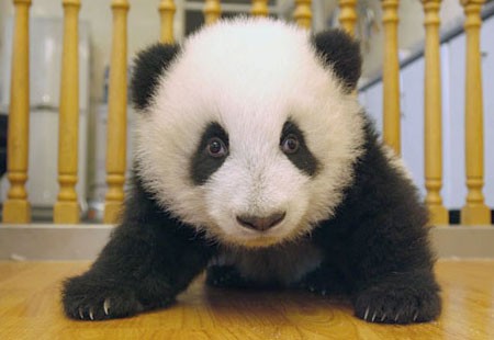 Panda 6.jpg (30 KB)